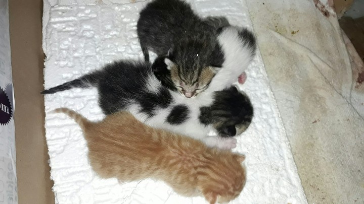cat