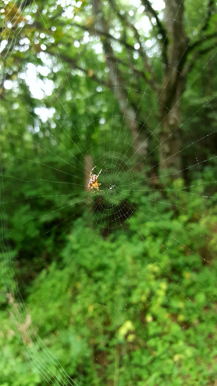 Spiderman =)