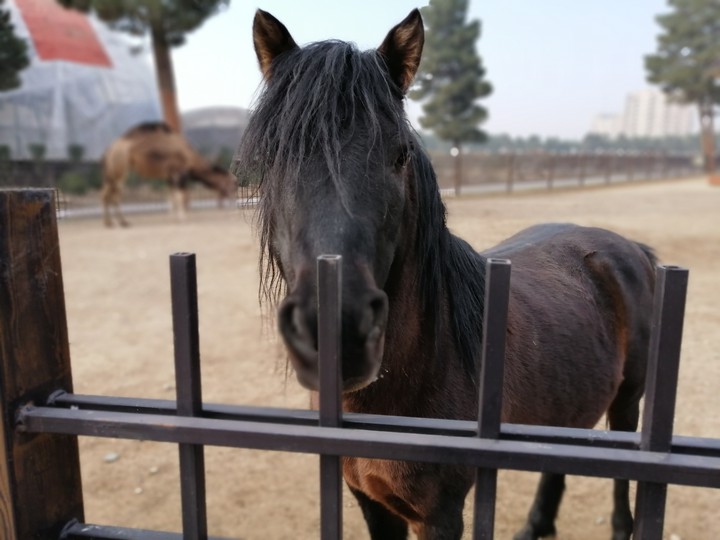 Horse
