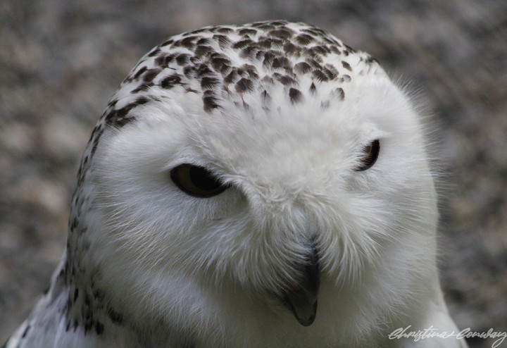 Snowy Owl