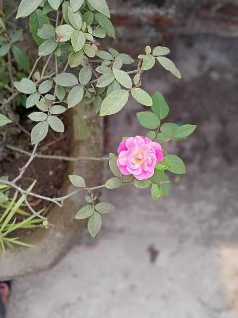 rose