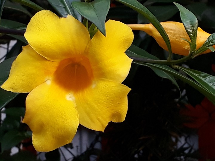 yellow flower