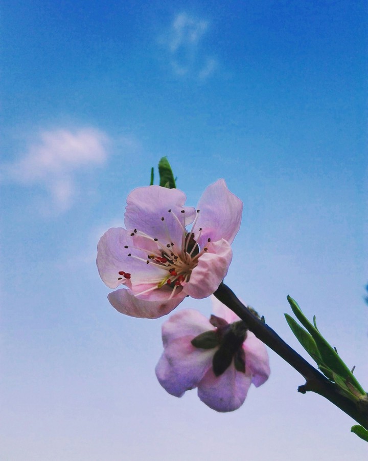 Cherry blossom.