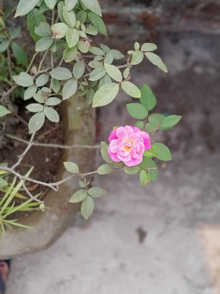 rose