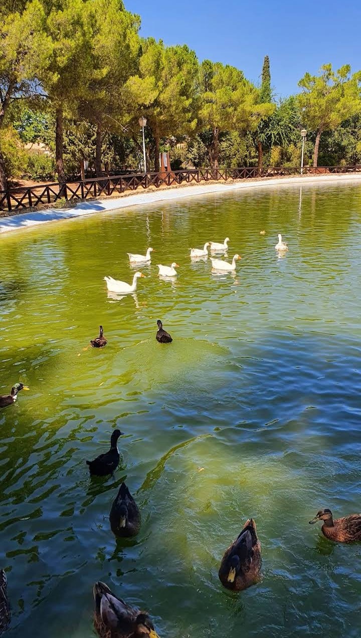 Patos