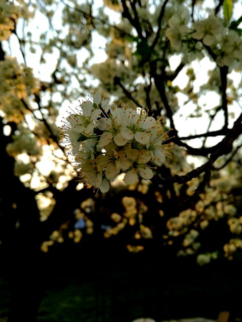 Plum flower