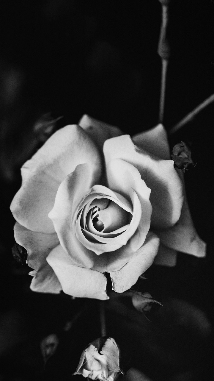 rose