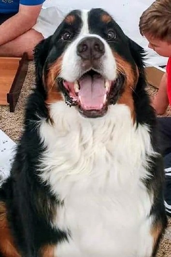 Berner joy