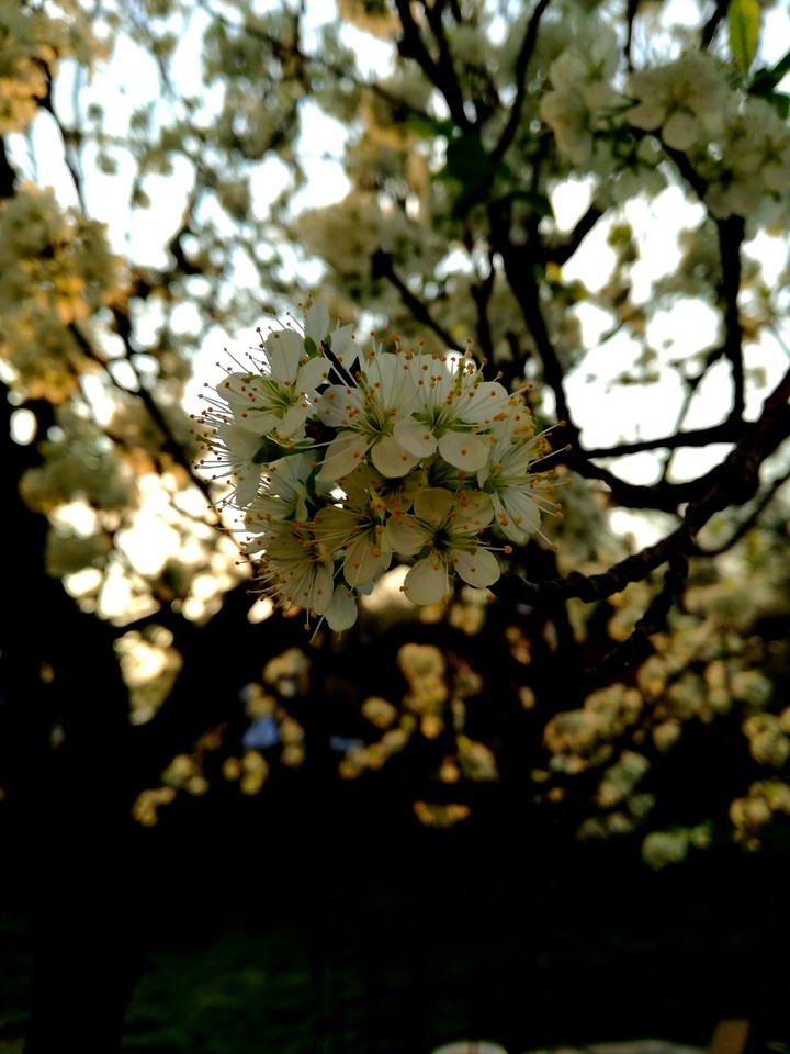 Plum flower