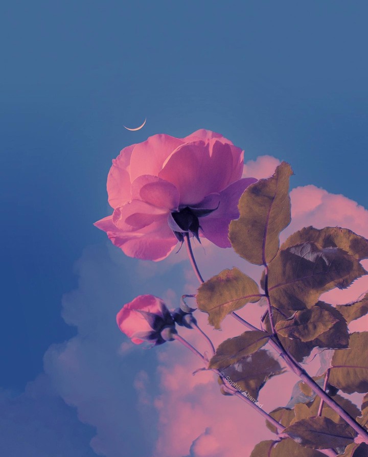 ♧○°☆•°✿•°✿•°✿•°☆○°♧