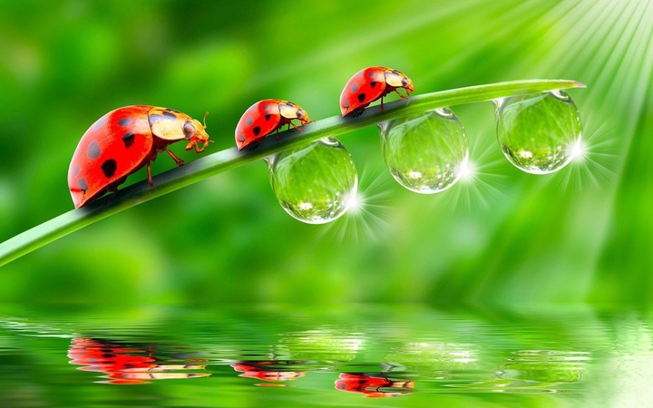 Lady bird