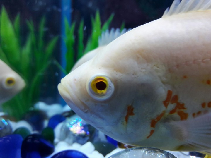 Oscar fish..