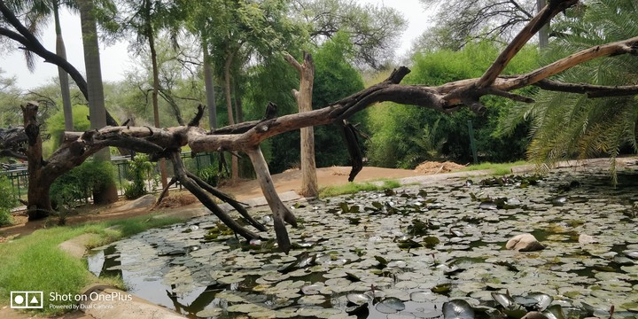 The Broken Tree