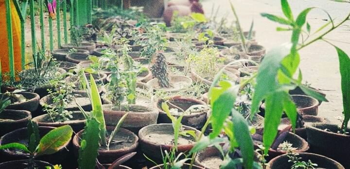 green plants