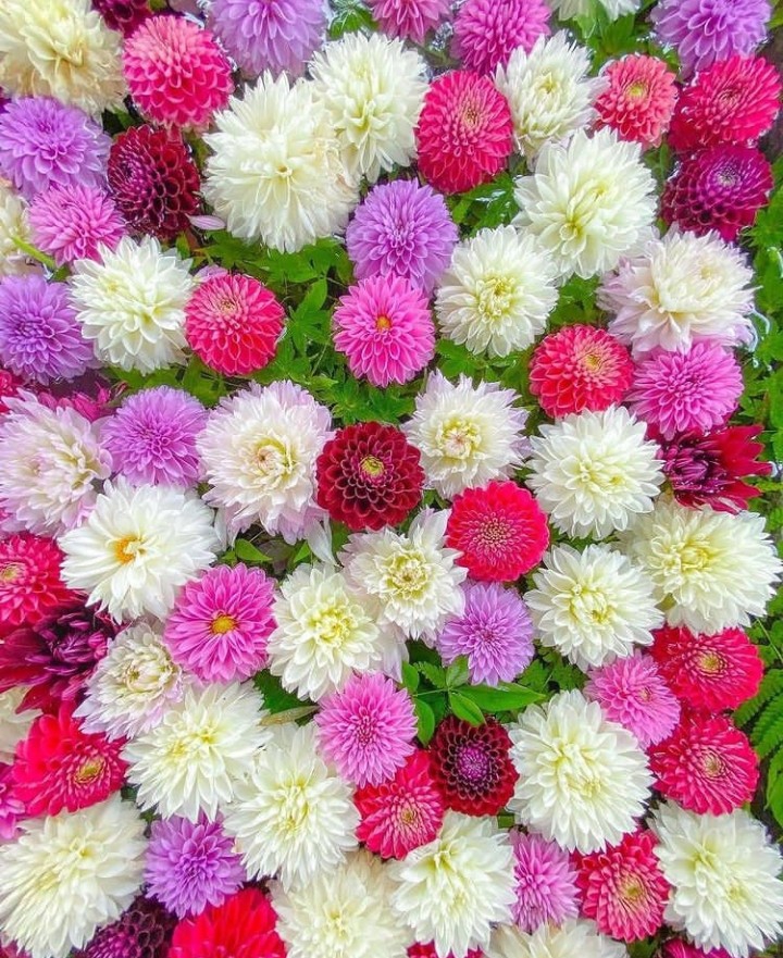 Dahlias