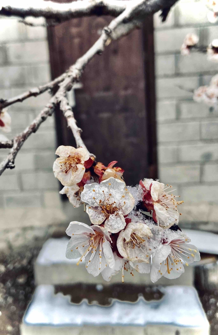 Spring snow