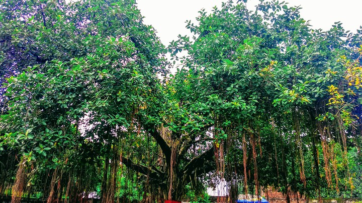 ? shaped Banyan tree ?