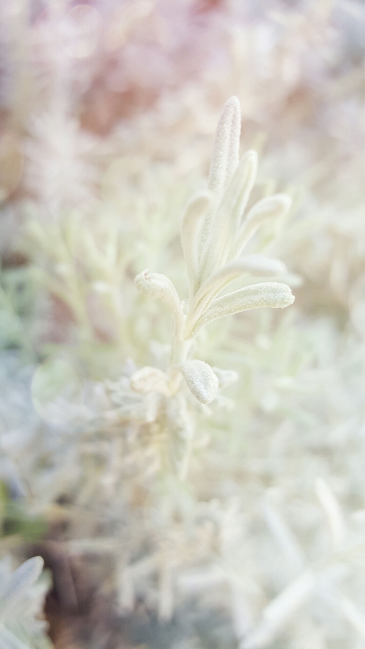 morning light