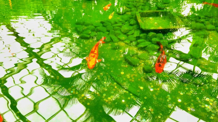 fish