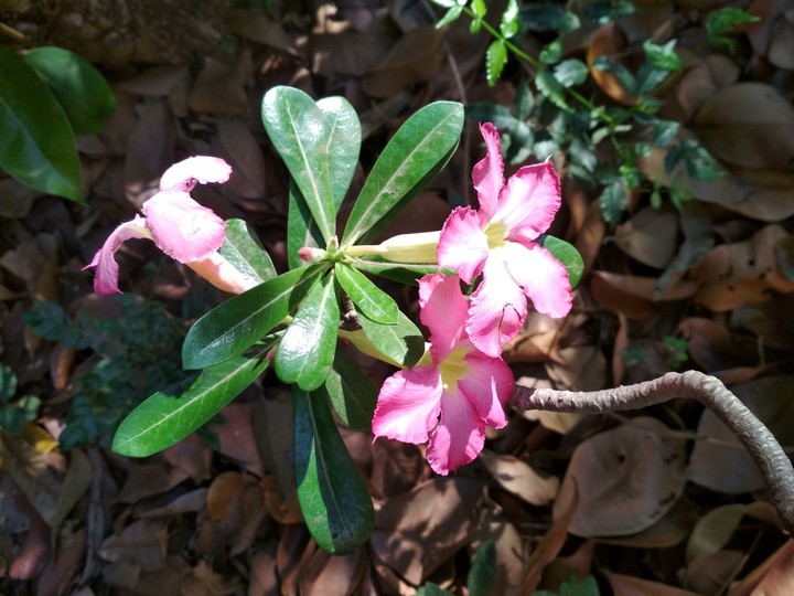 flowers