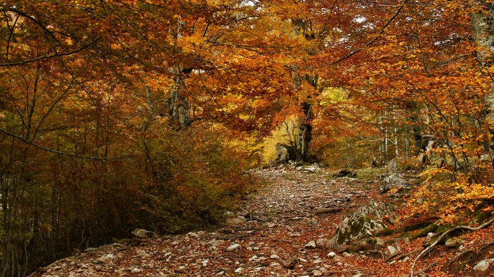 autumn