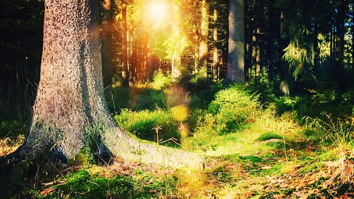 Nature