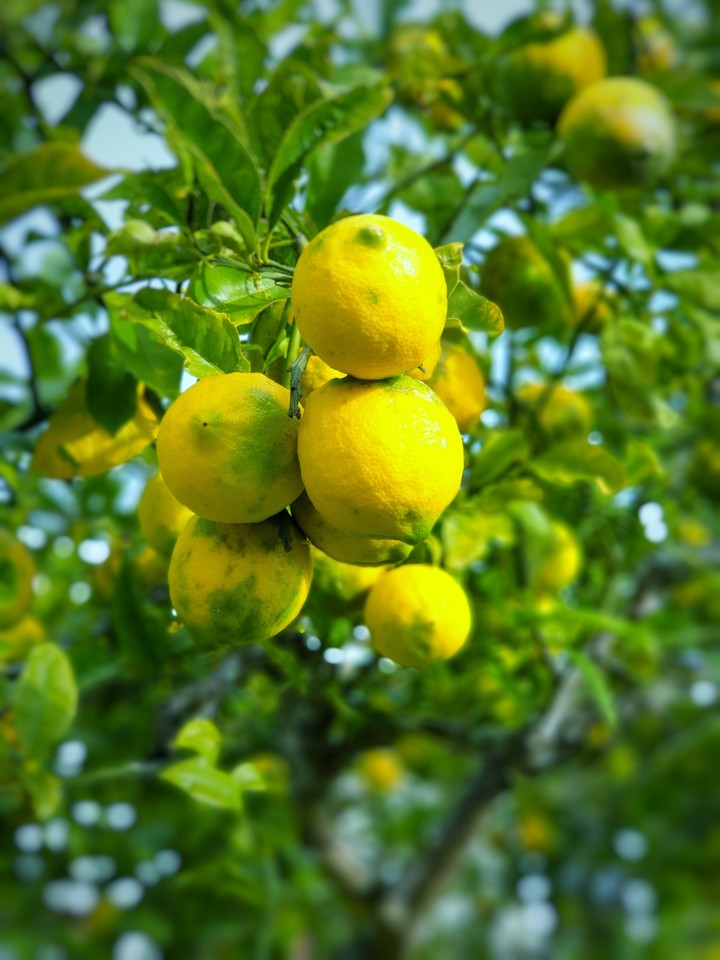 Lemons