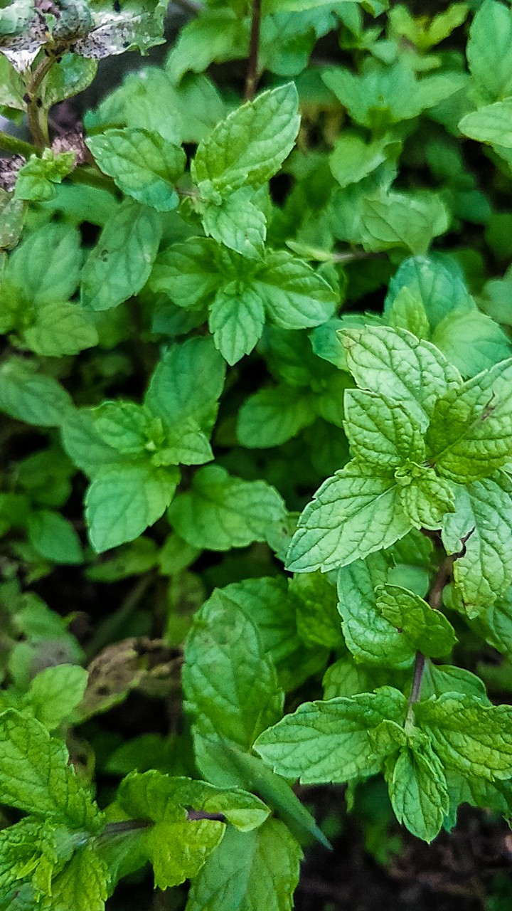 Refreshing mint