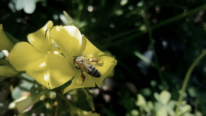 Honeybee