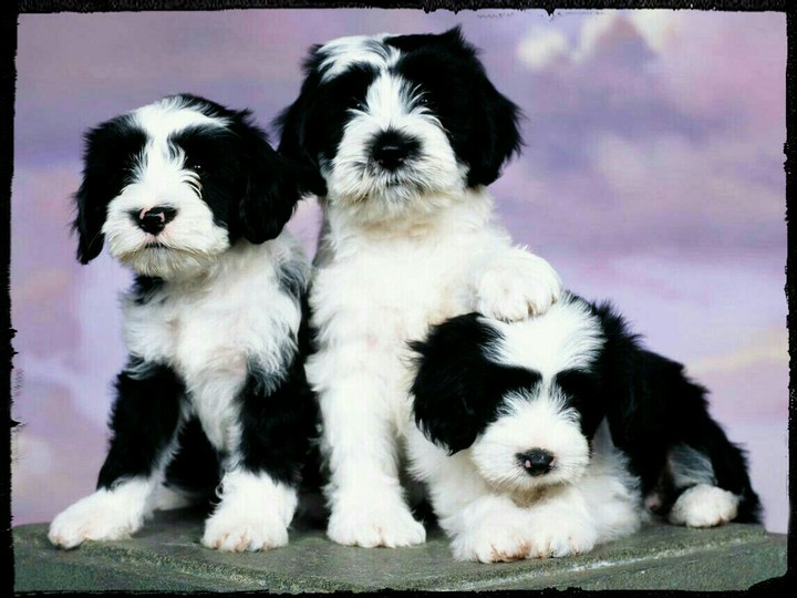 puppy puppy love