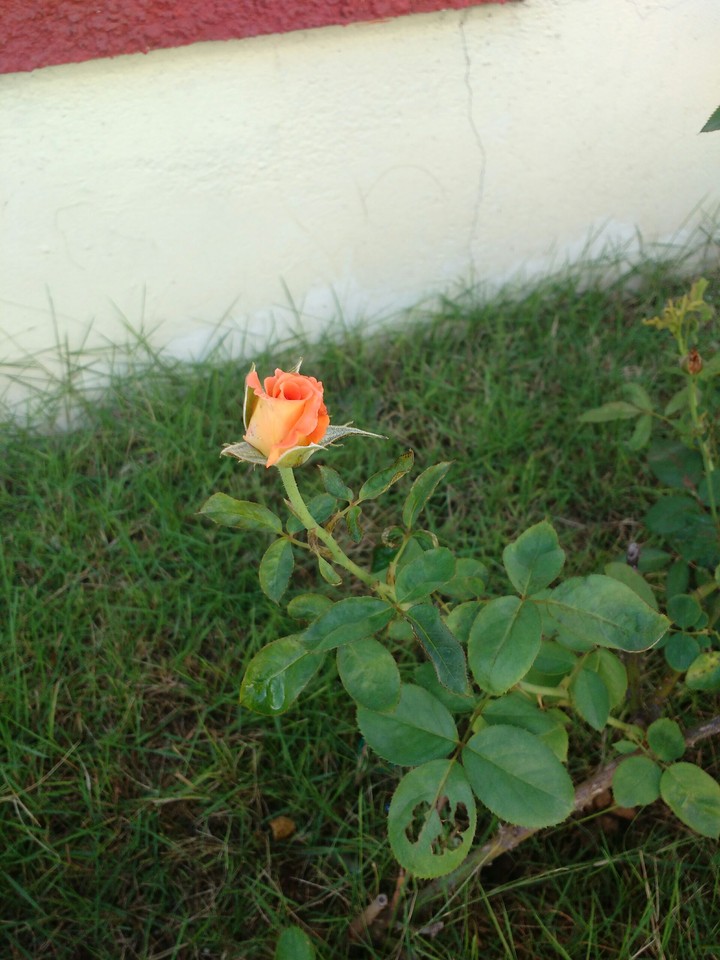Roze