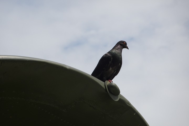 dove on the WW2 plane