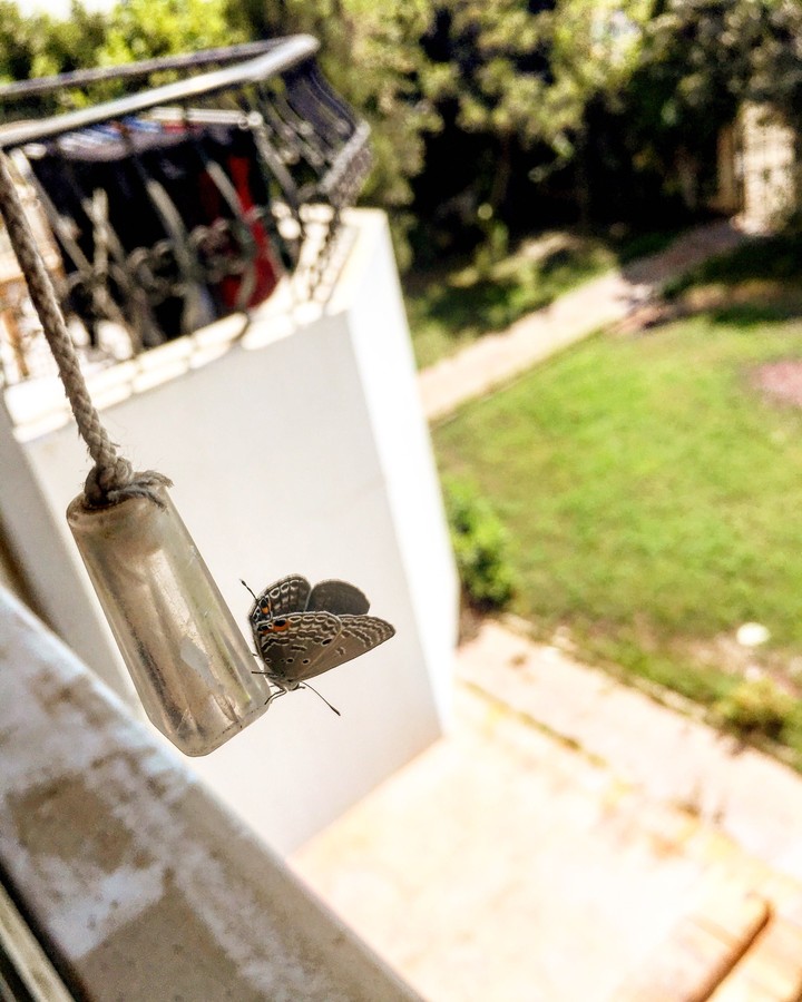 Moth
