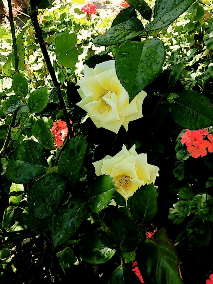 Rosas Amarillas