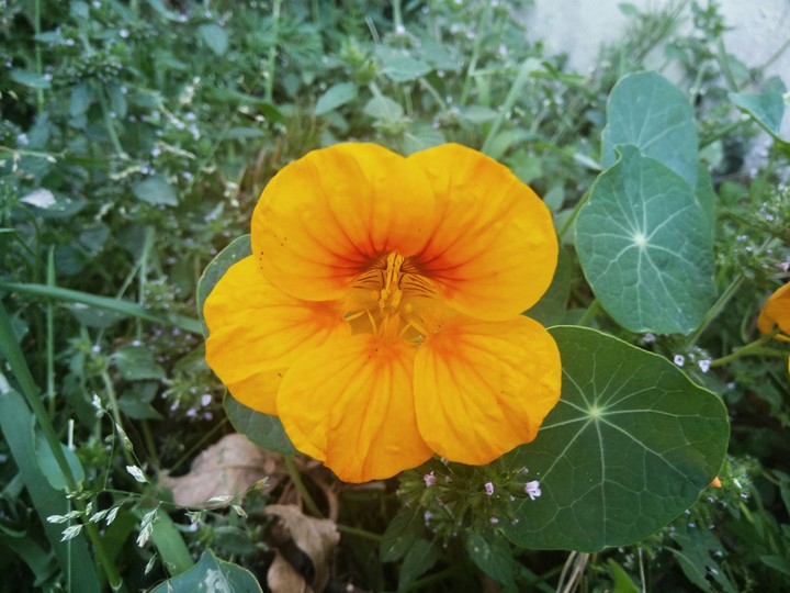 yellow flower