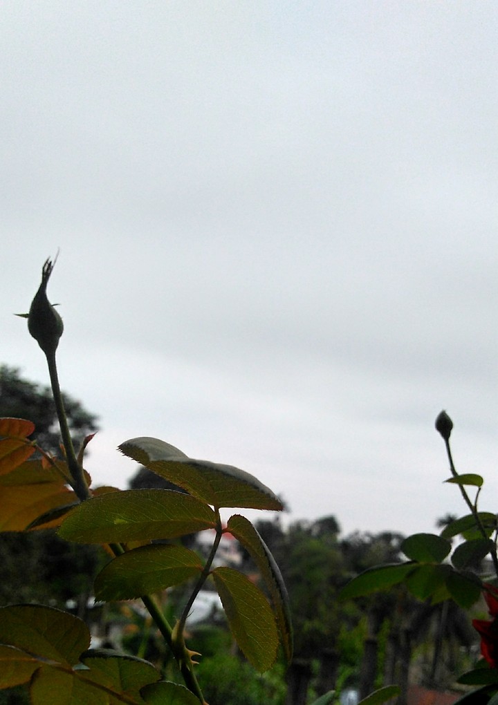 গোলাপ ফুলৰ কলি