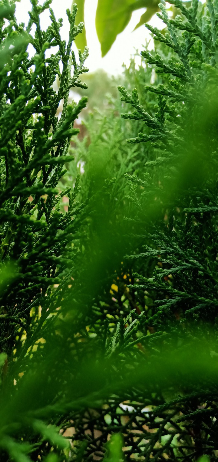 Grass