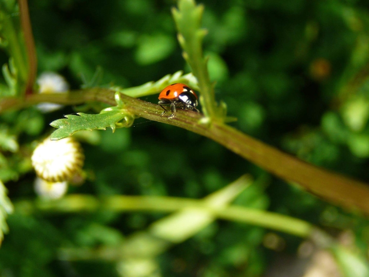 Ladybug