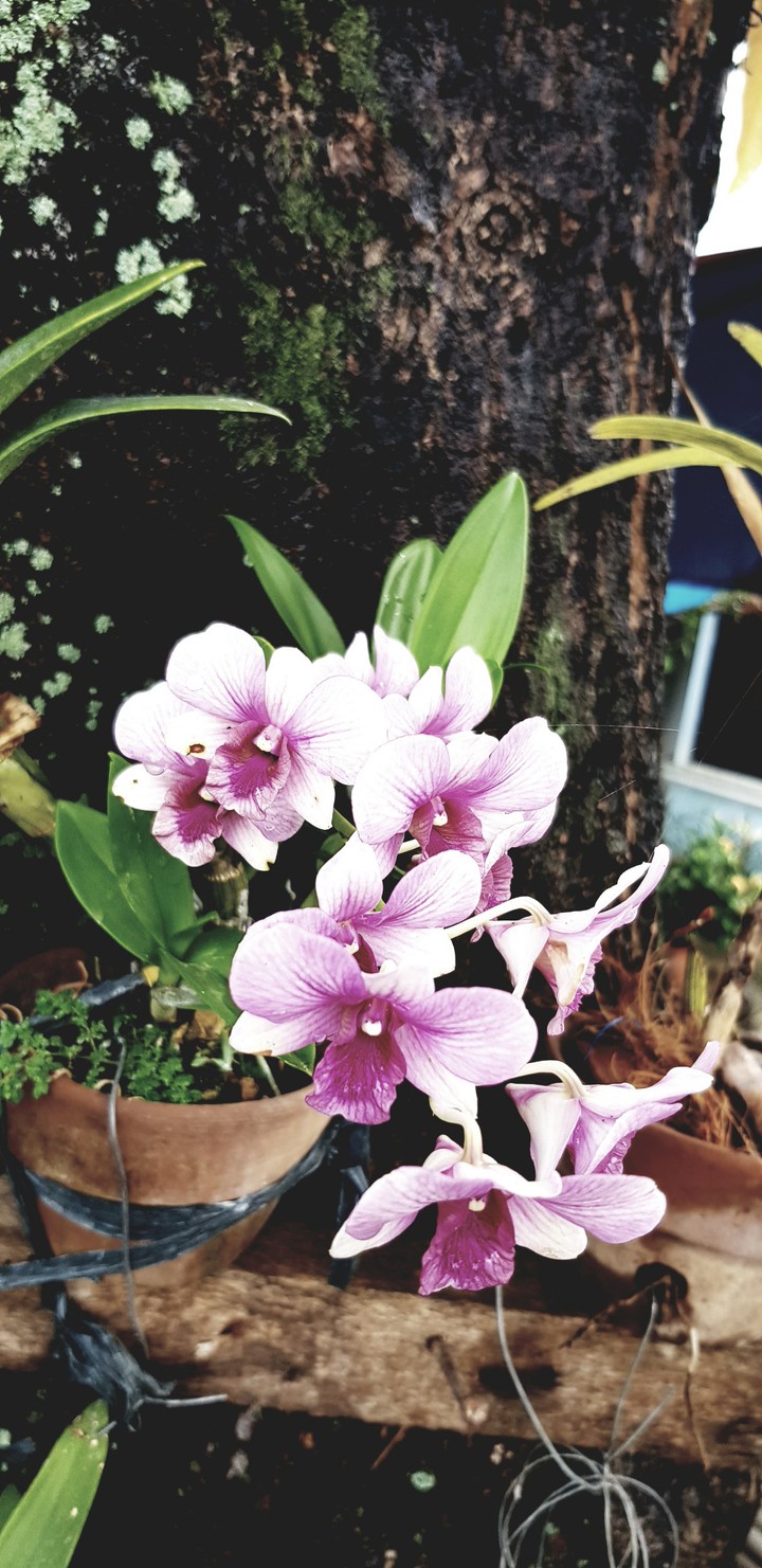 orchids