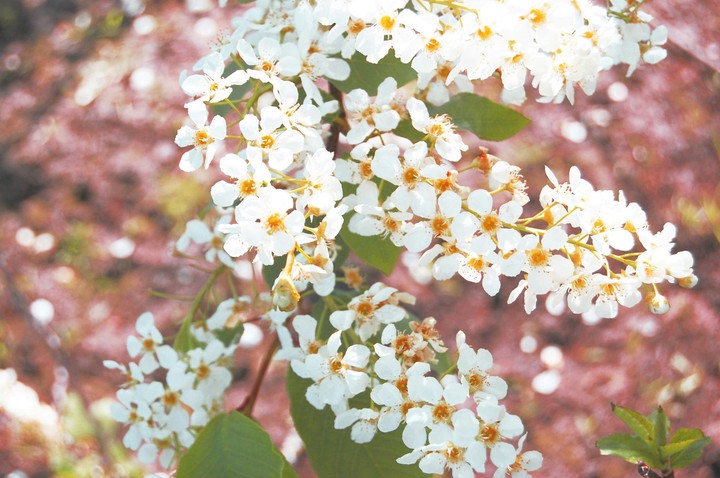 весна лето цветы spring summer flowets