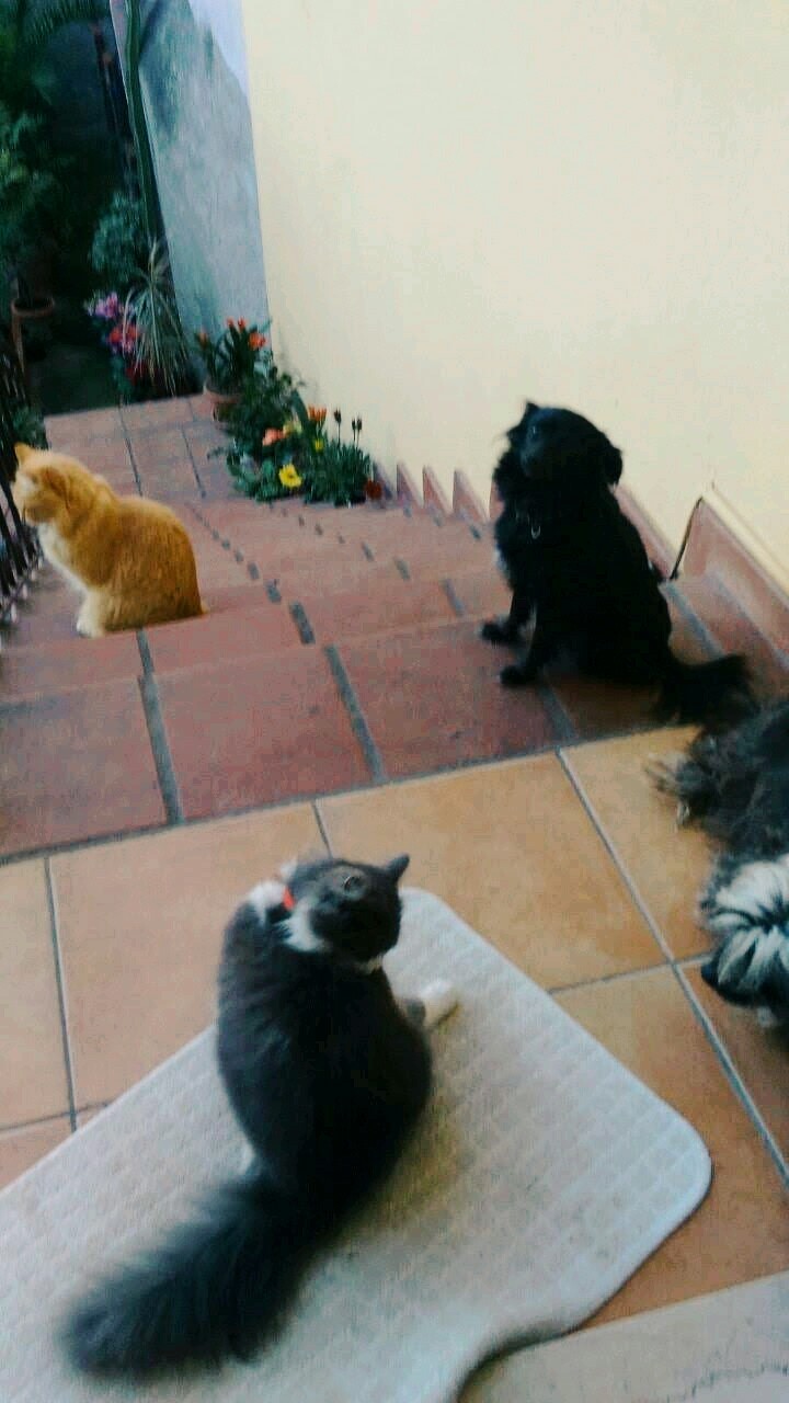 la banda
