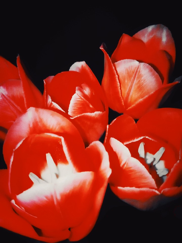 Tulips