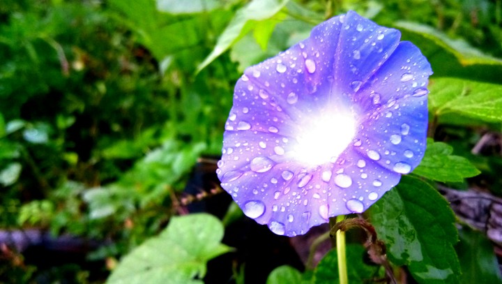 violet