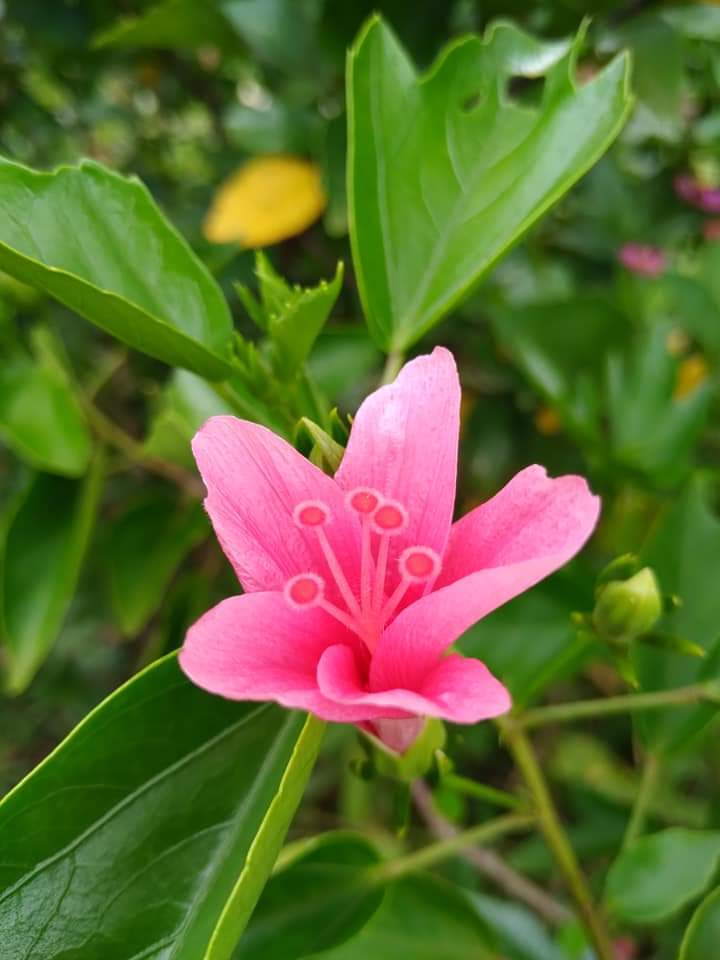 5 Petals of a Pink