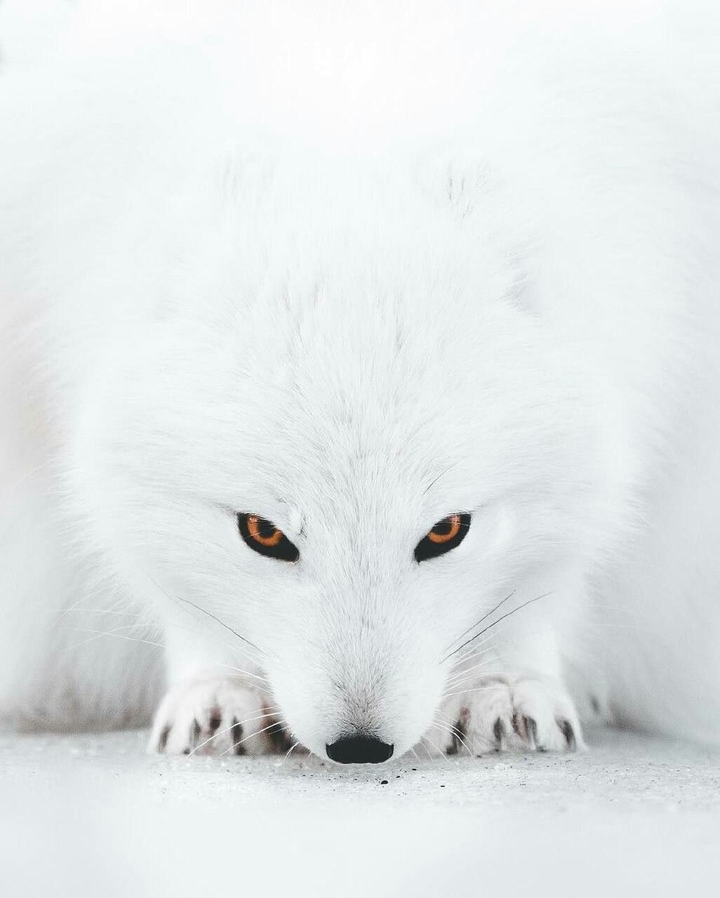 life its wolf