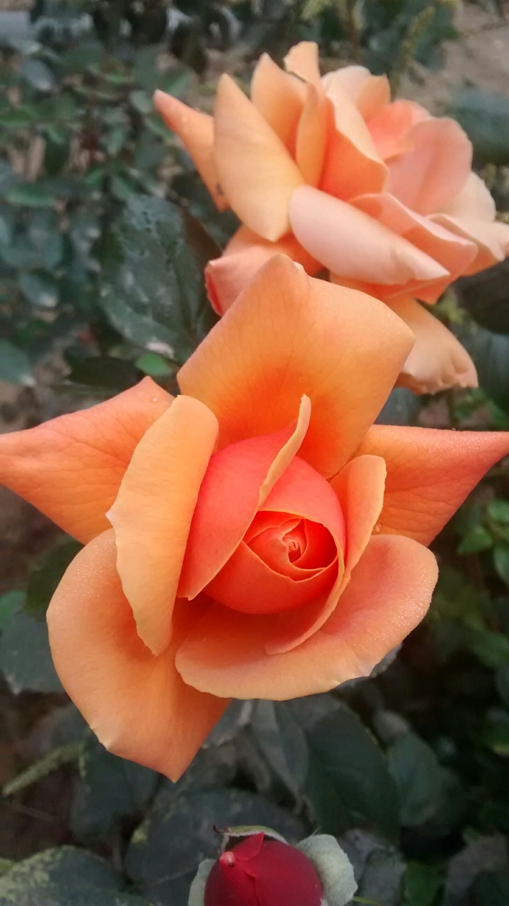 roseiii
