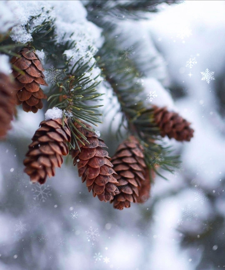 ❄️✨❄️