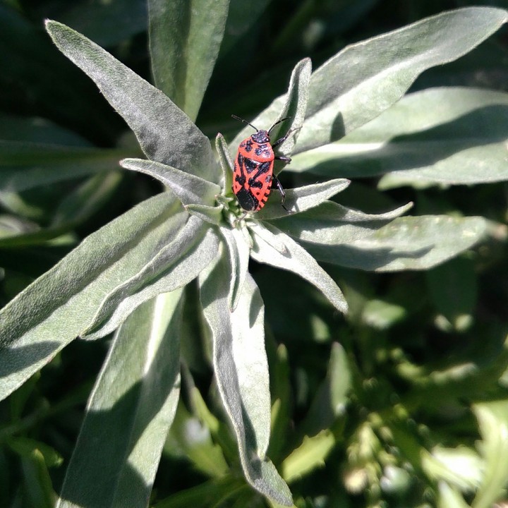 beetle