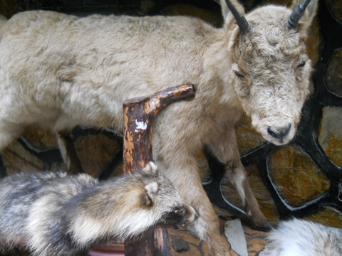 goat, caprinae duvar kağıtları
