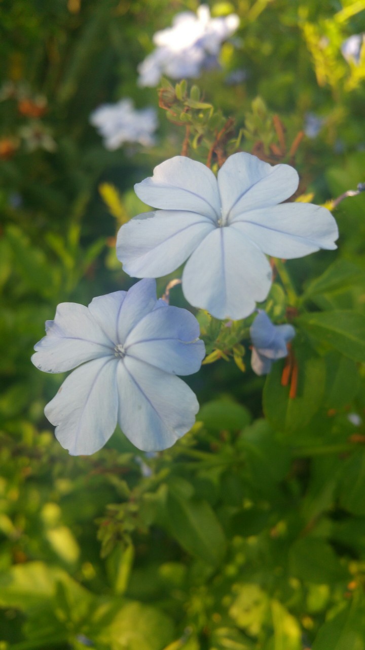Blue Flower